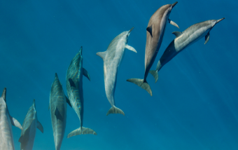 Dolphins in Croatia: witness magic on your holiday