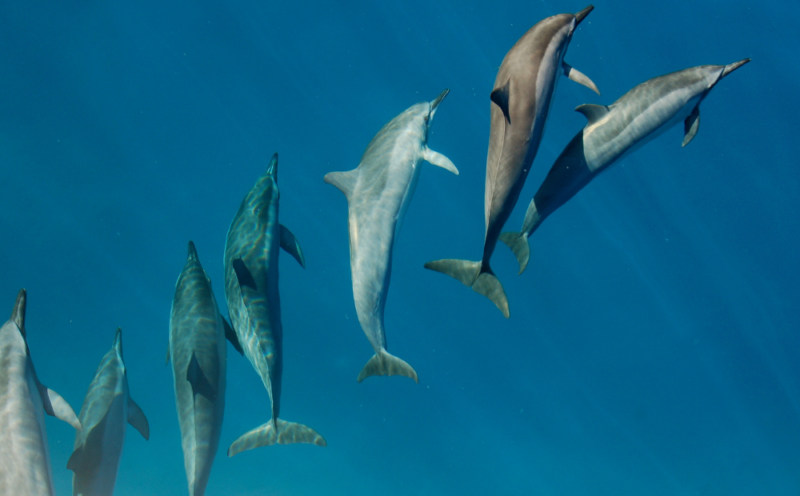 Dolphins in Croatia: witness magic on your holiday