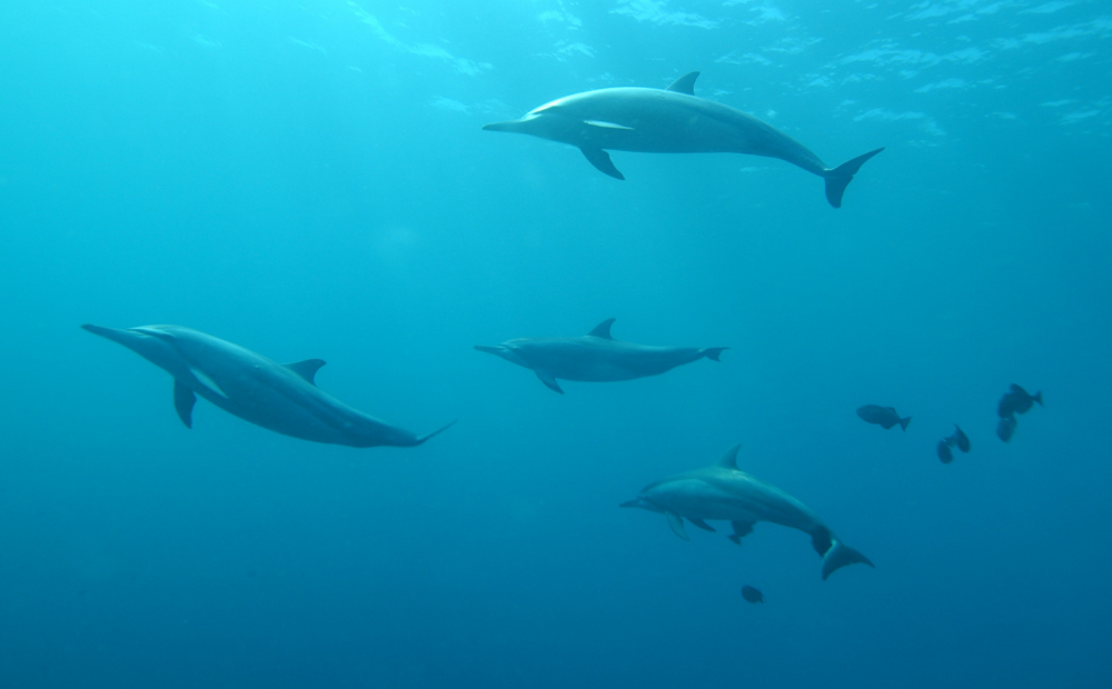 In search of dolphins in Croatia