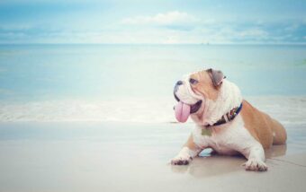 Travel with dogs in Croatia: is Croatia Dog Friendly?